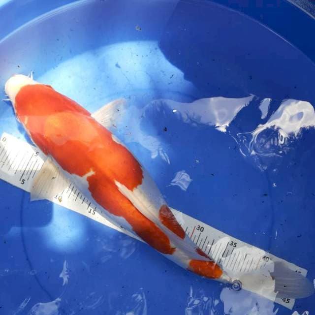 Kohaku doit 48 cm