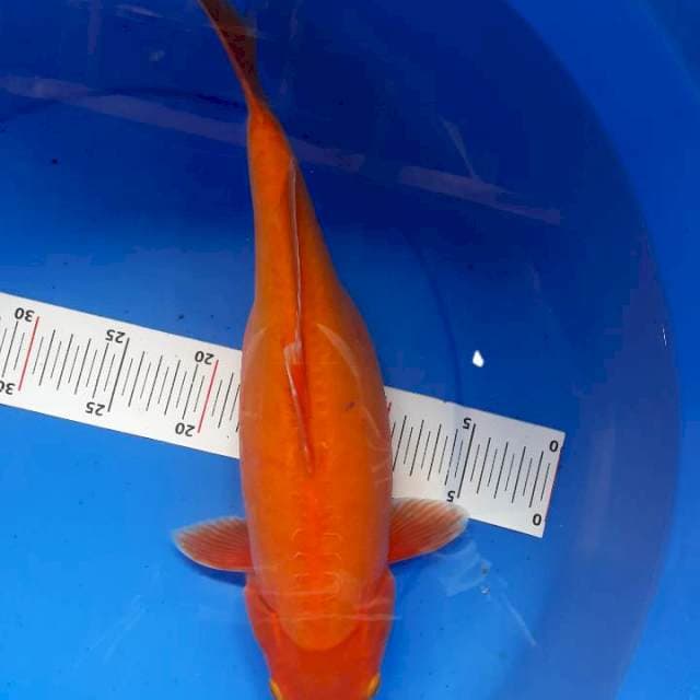 Benigoi 39 cm