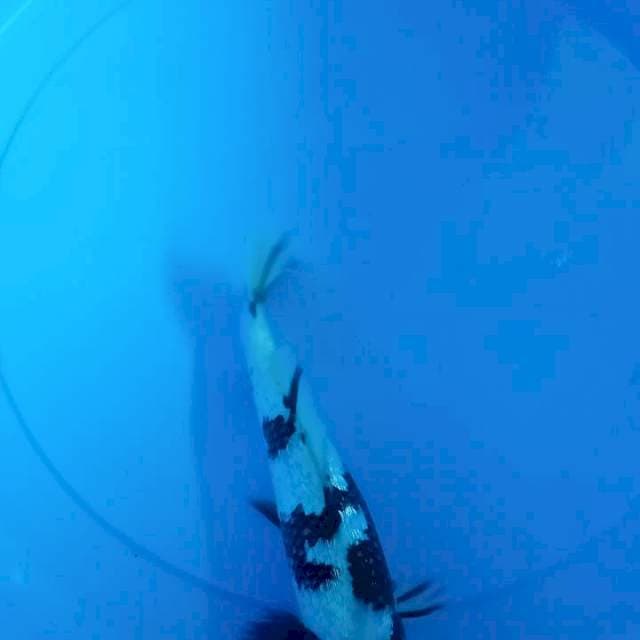 Shiro -+22CM 