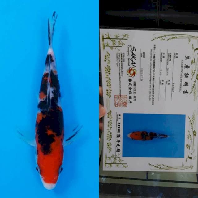 Sakai certy 15cm
