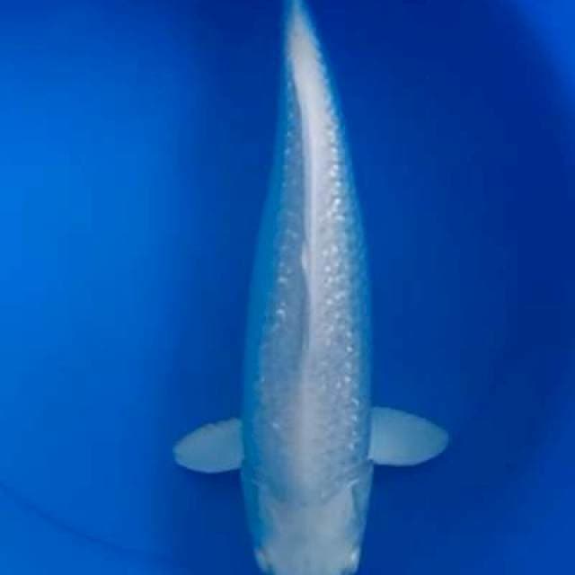TM - Platinum Ginrin (F) 40cm