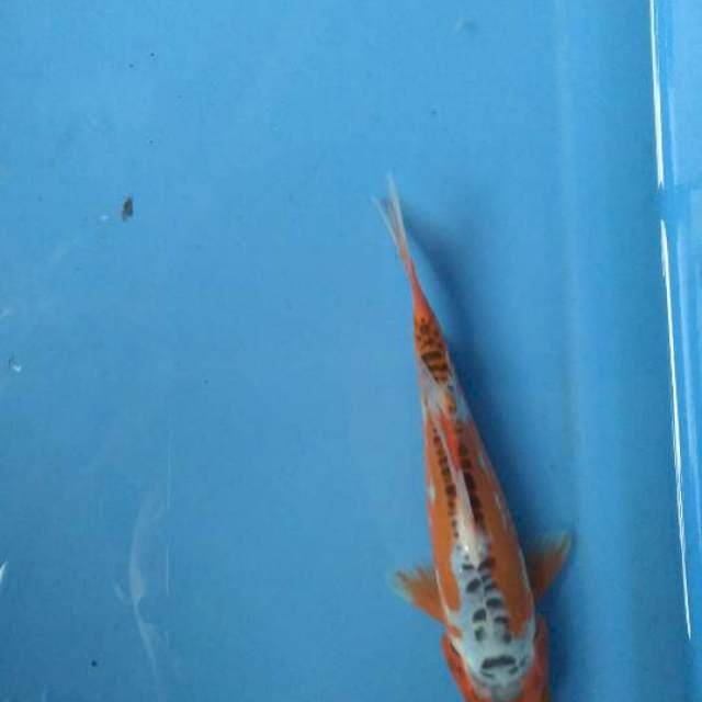 Sushui 16cm