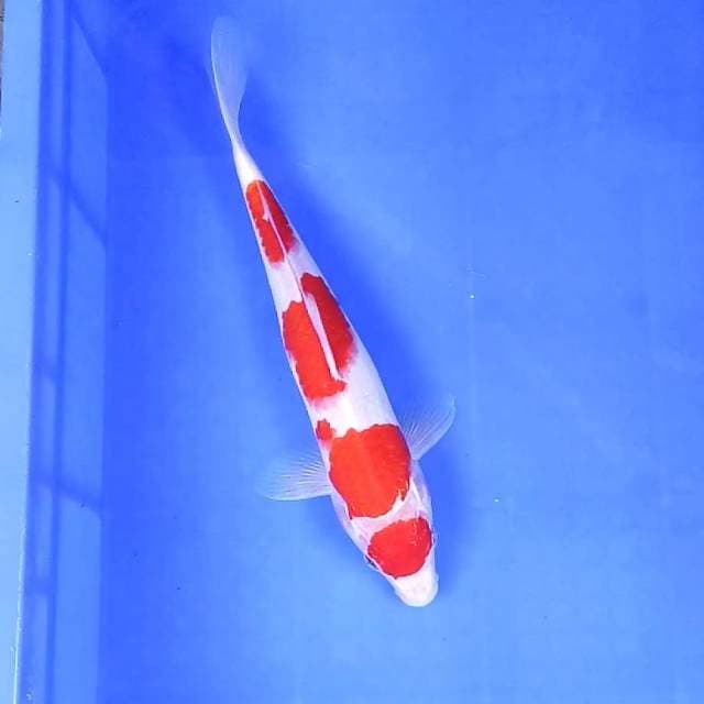 Maruten Kohaku || 30 cm || Jantan