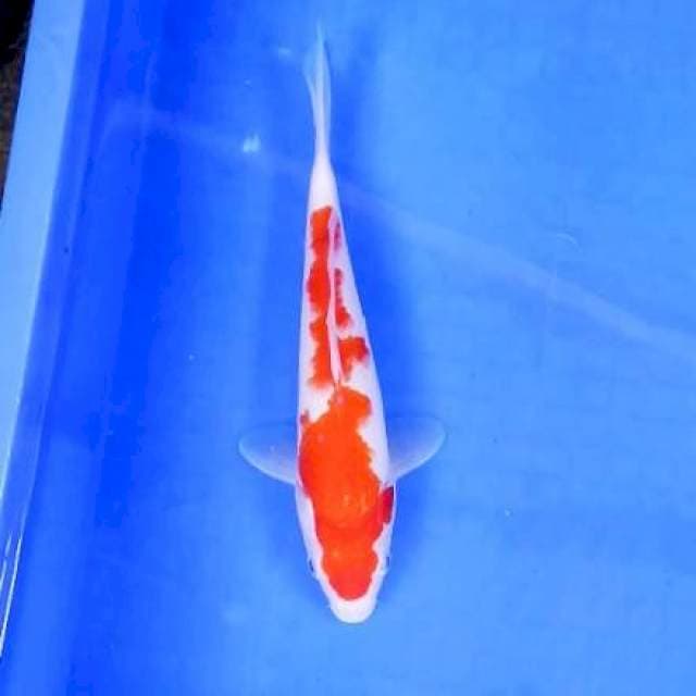 Kohaku || 25 cm