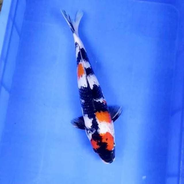 Maruten Showa || 38 cm