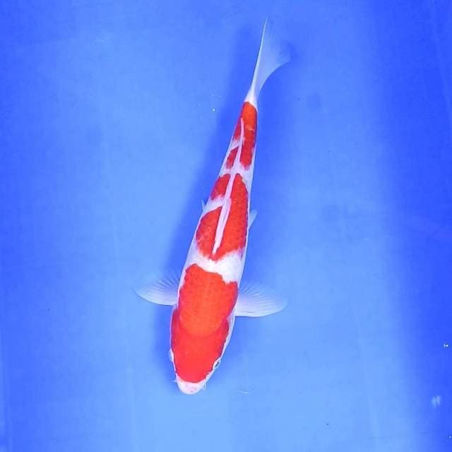 Kohaku 3 Step || 30 cm || Jantan