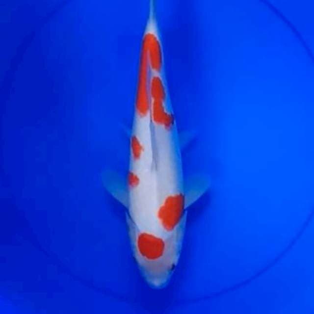 TM - F1 Omosako Kohaku (F) 34cm