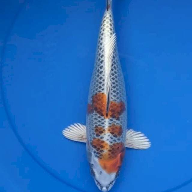 Kojaku 31 cm