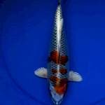 Kojaku 31 cm