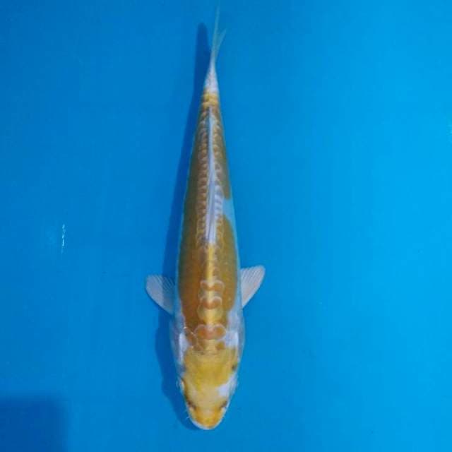 Hariwake doitsu 23cm SQ