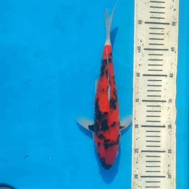 Hi showa 30cm