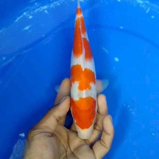 KOHAKU