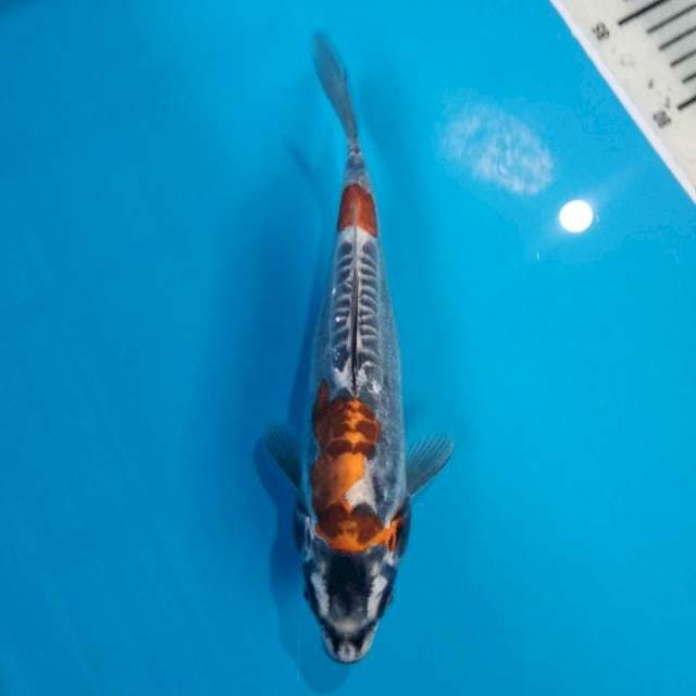 Beni kikoryu 28cm