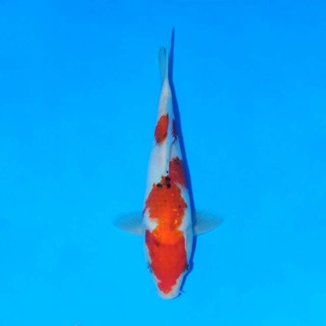 Showa 20cm