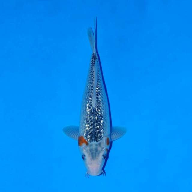 Asagi 26cm