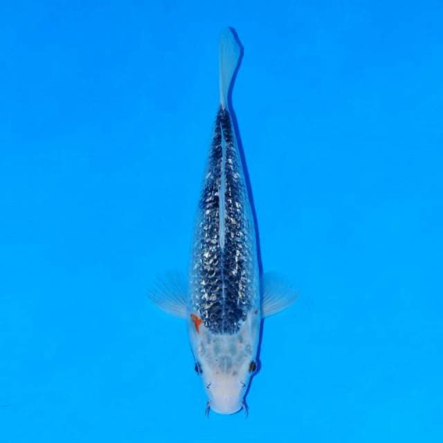 Asagi 31cm