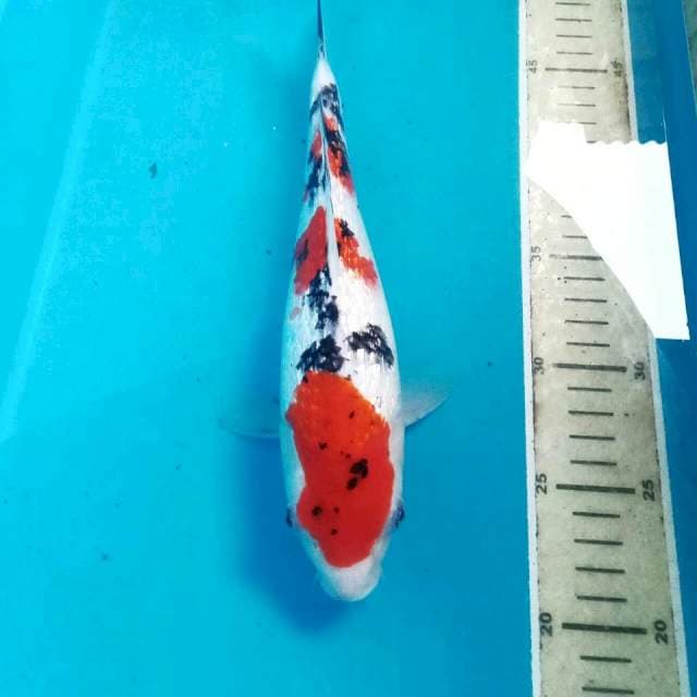 Sanke Ginrin, 27 cm