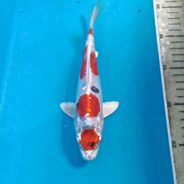 Heisei Nishiki, 21 cm