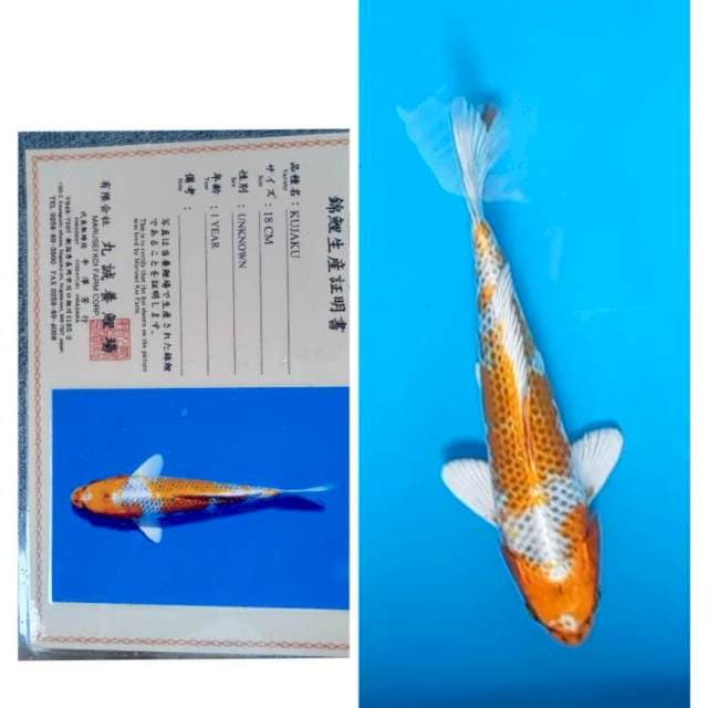 Kujaku Serti Marusei