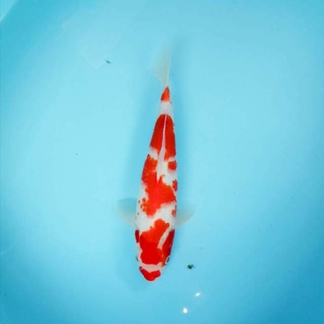 Kohaku 30cm