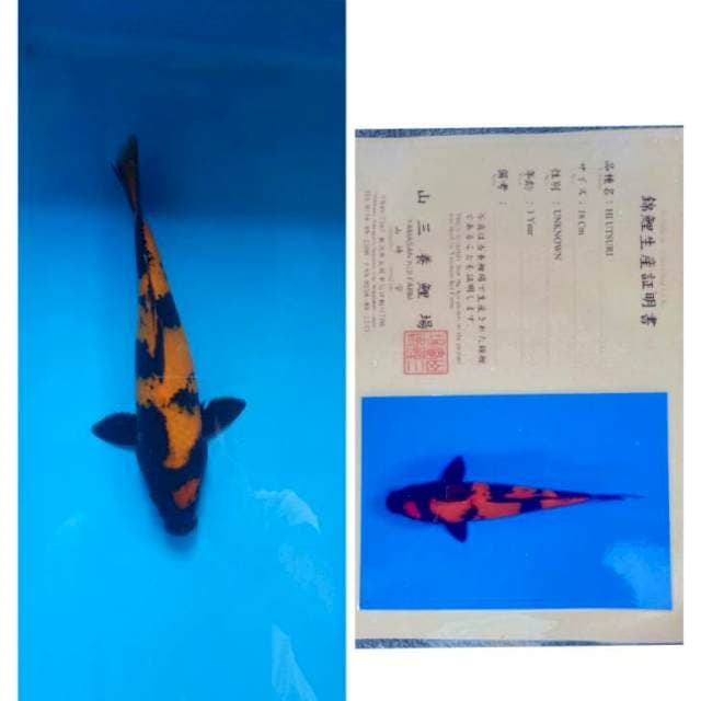 Hi Utsuri Serti Yamasan 