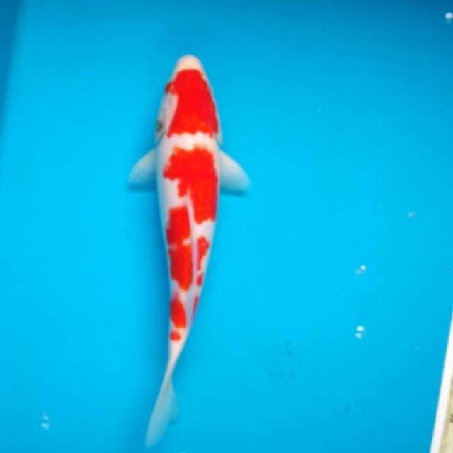 Kohaku 29 halus