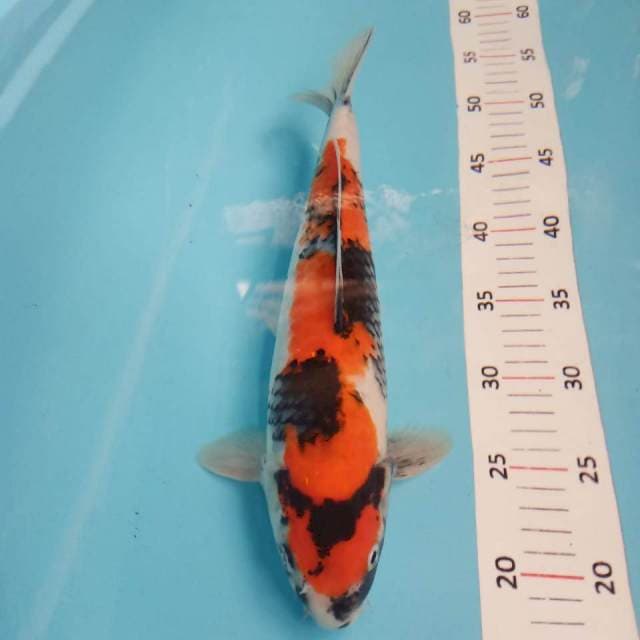 Showa 36cm