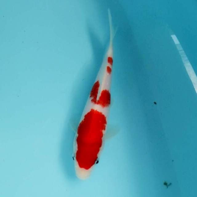 Kohaku