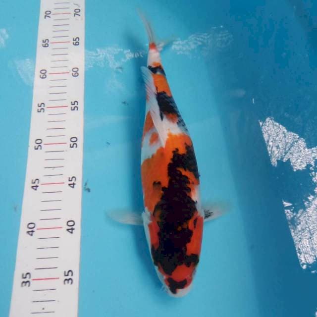 Showa 35cm