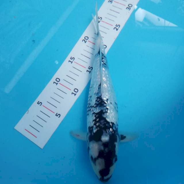 Shiro ginrin 31cm