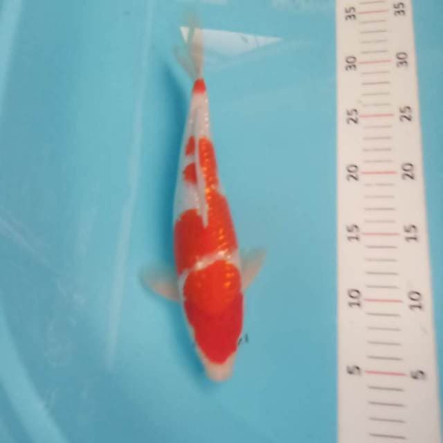 Kohaku ginrin 31cm