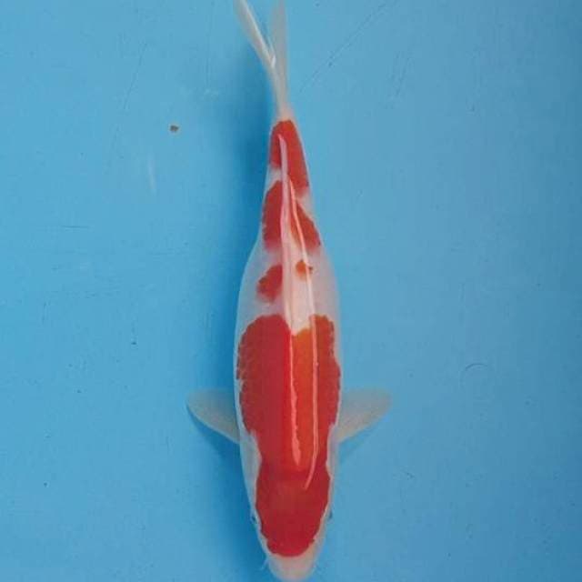 Kohaku