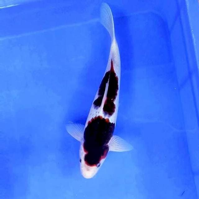 BUDO GOROMO # 28CM