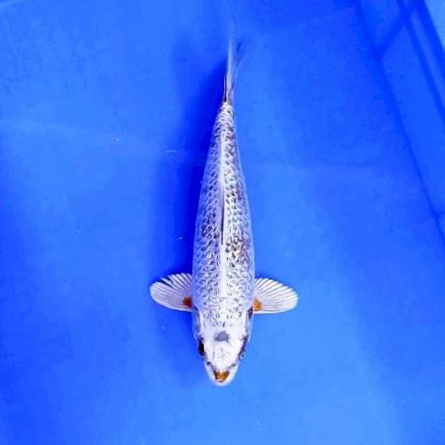 KAWARIMONO GINRIN # 29CM