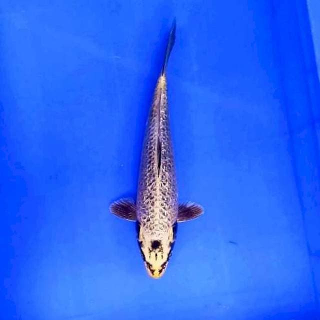 MUKASHI GOLD GINRIN # 29CM