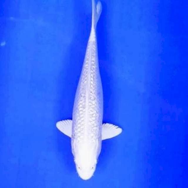 PLATINUM GINRIN # 29CM