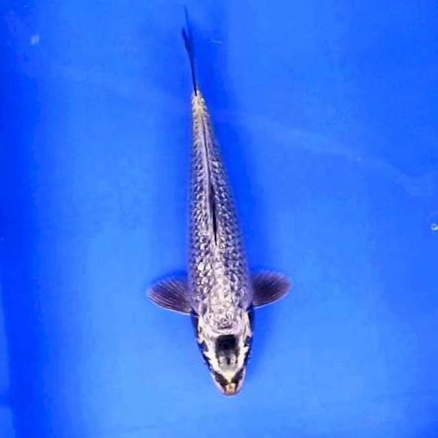 MUKASHI GINRIN # 29CM