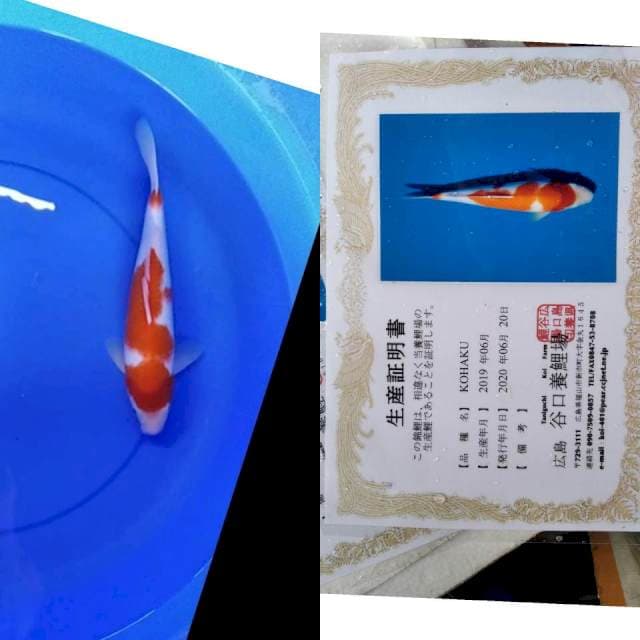 Kohaku taniguchi serti
