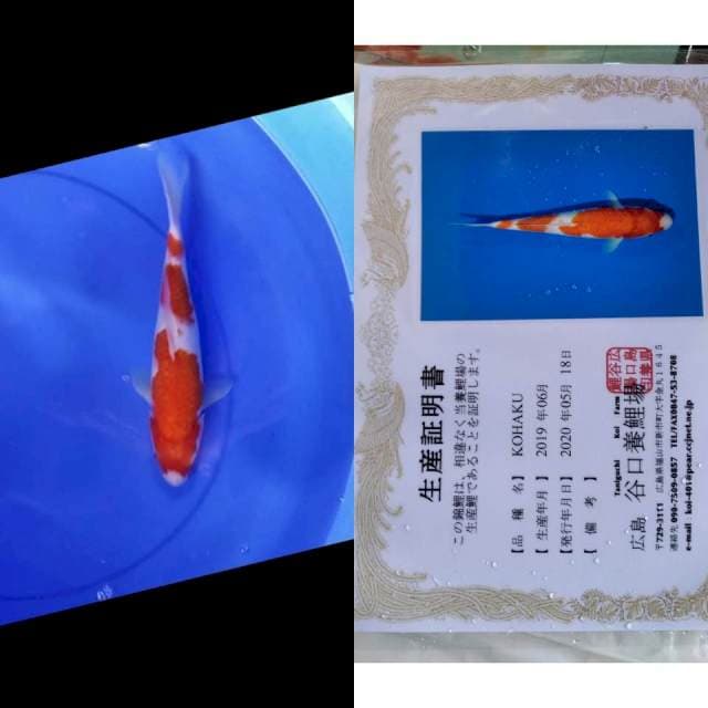 Kohaku taniguchi serti