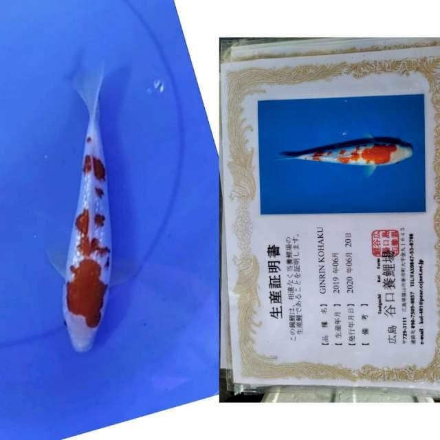 Kohaku gingrin taniguchi serti