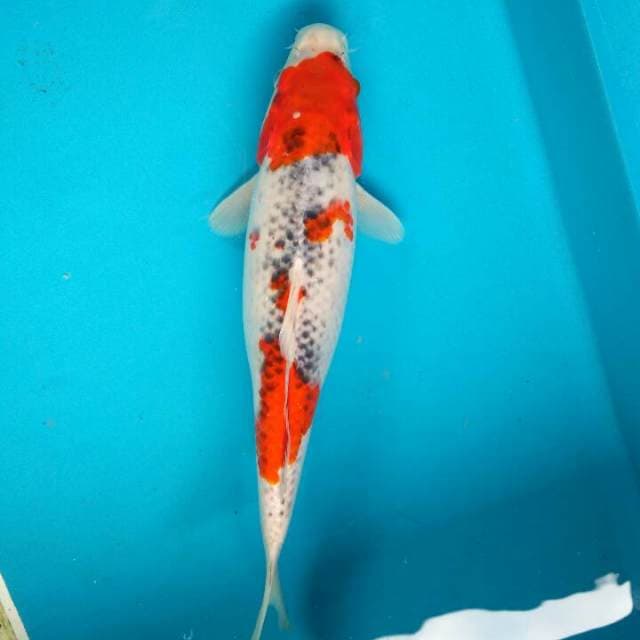 Goshiki bakat jumbo 35