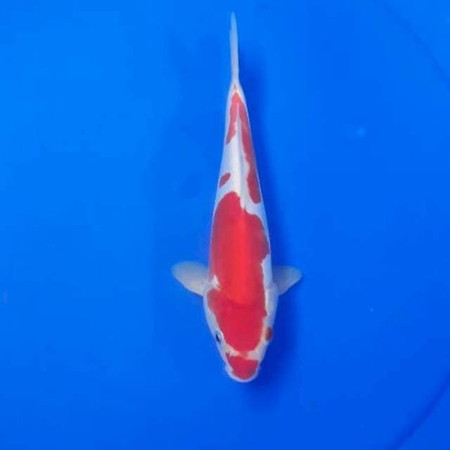 Kohaku kucibeni strong doistu