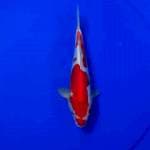 Kohaku kucibeni strong doistu