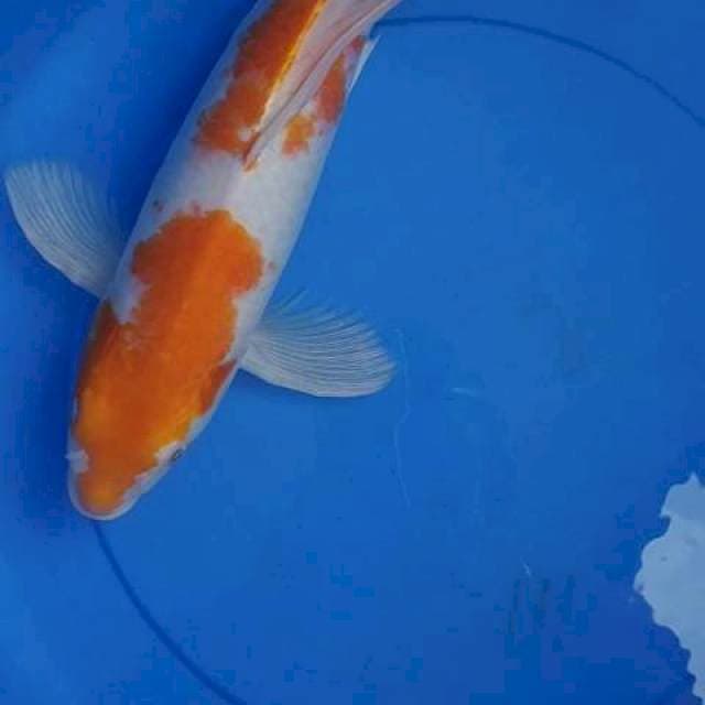 Kumpay kohaku