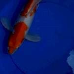 Kumpay kohaku