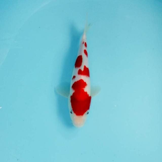 Kohaku