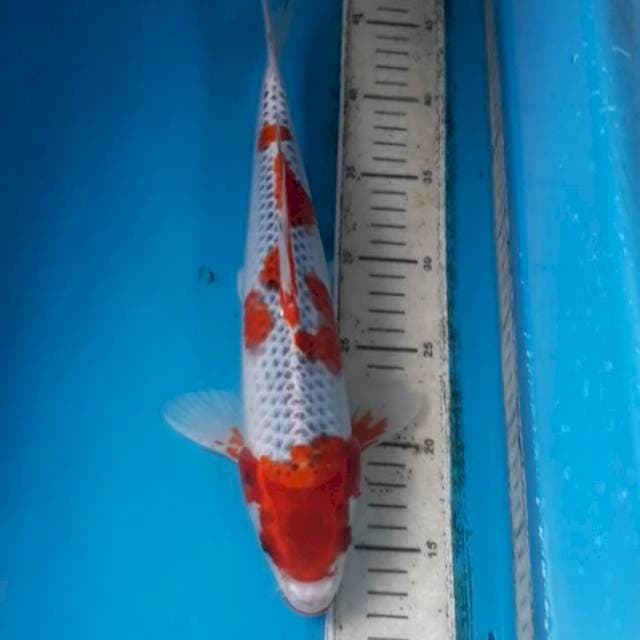 Goshiki Male