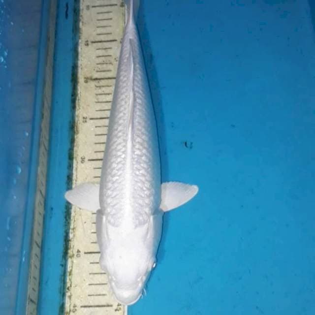 Punuk 35 cm