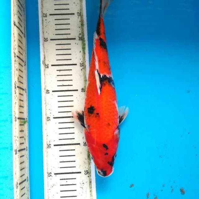 Hishowa tategoi