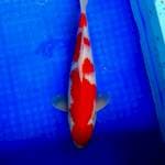 SANDAN kohaku 35cm